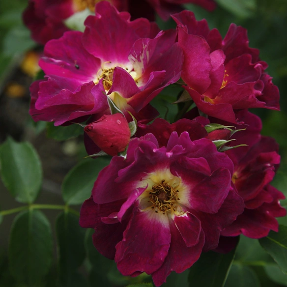 Rose »Weg der Sinne«
