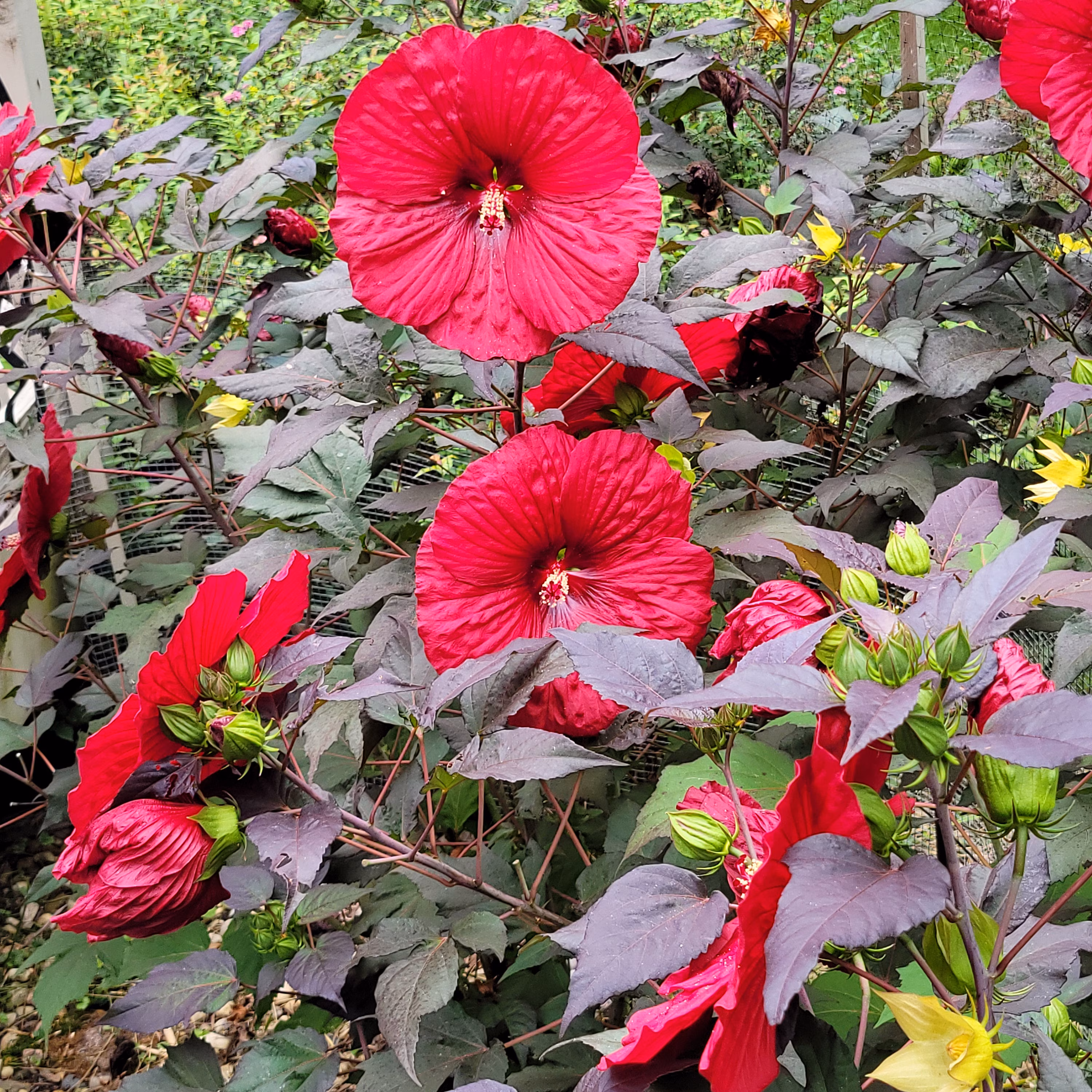 Midnight Marvel Hibiscus Starter Plant | Huge Red Flowers, Plum Foliage