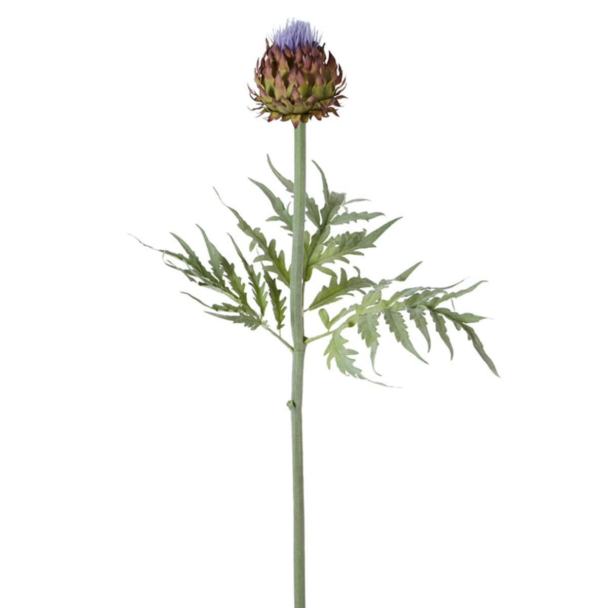 - Branche de chardon avec feuilles H97