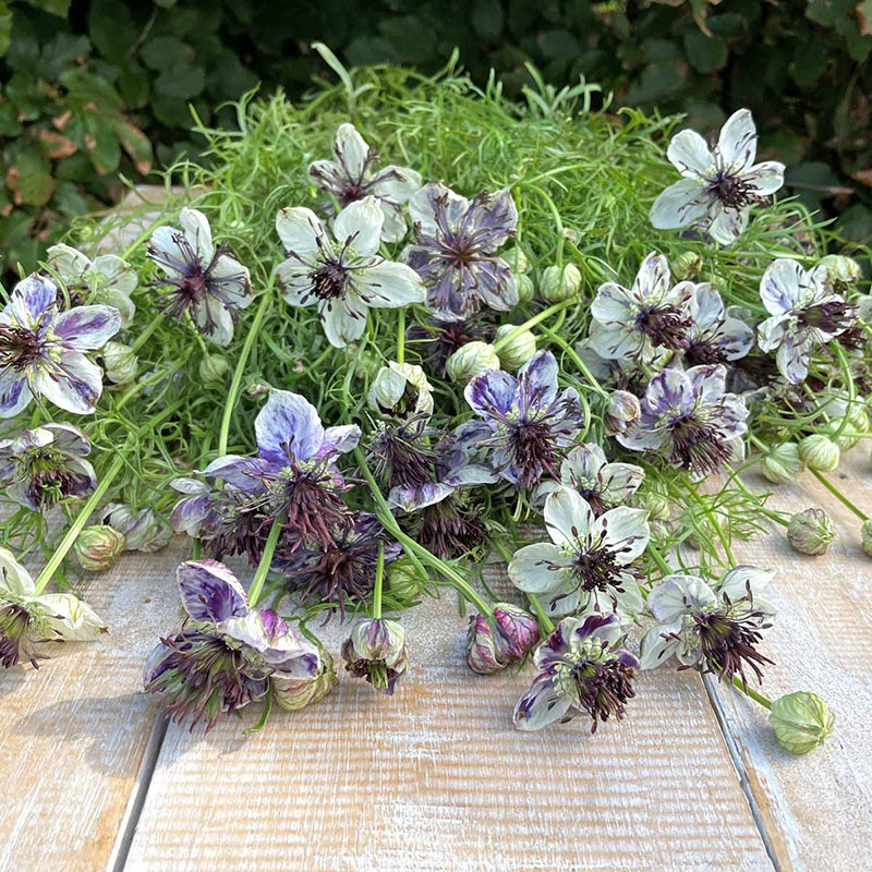 Spanska Jungfrun 'Delft Blue'