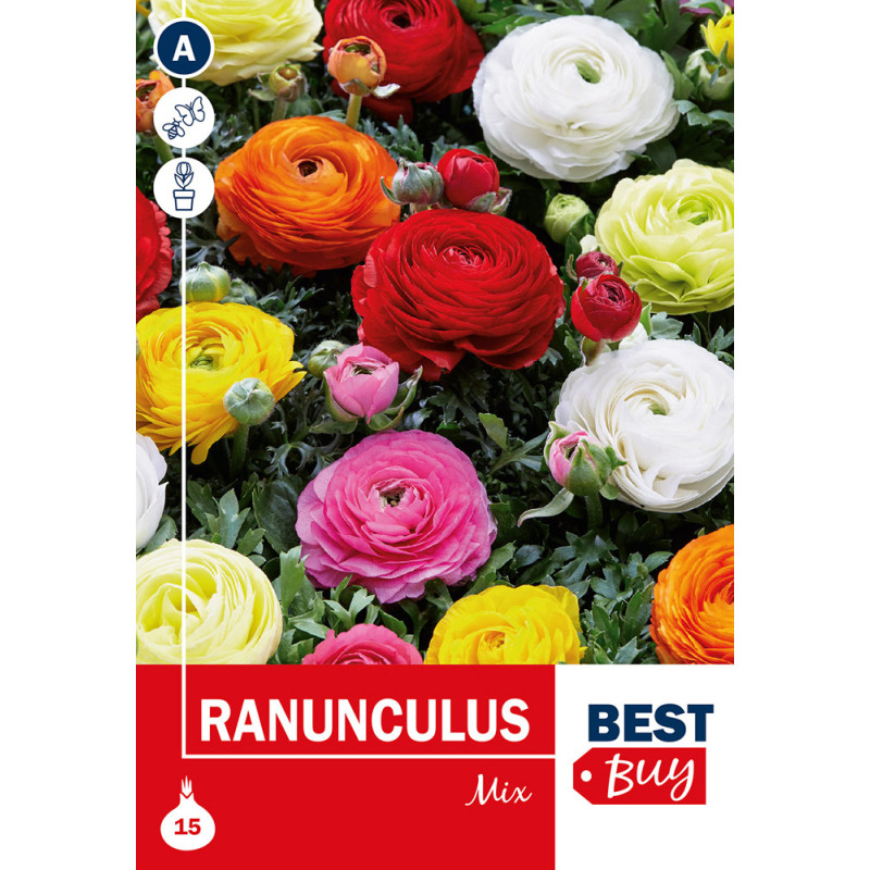 Bulbes de renoncules Mix 15 pièces