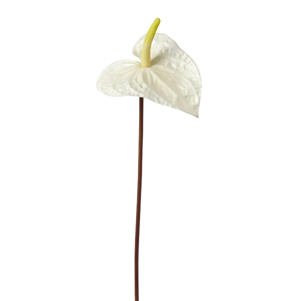 PAINTERS - Anthurium
