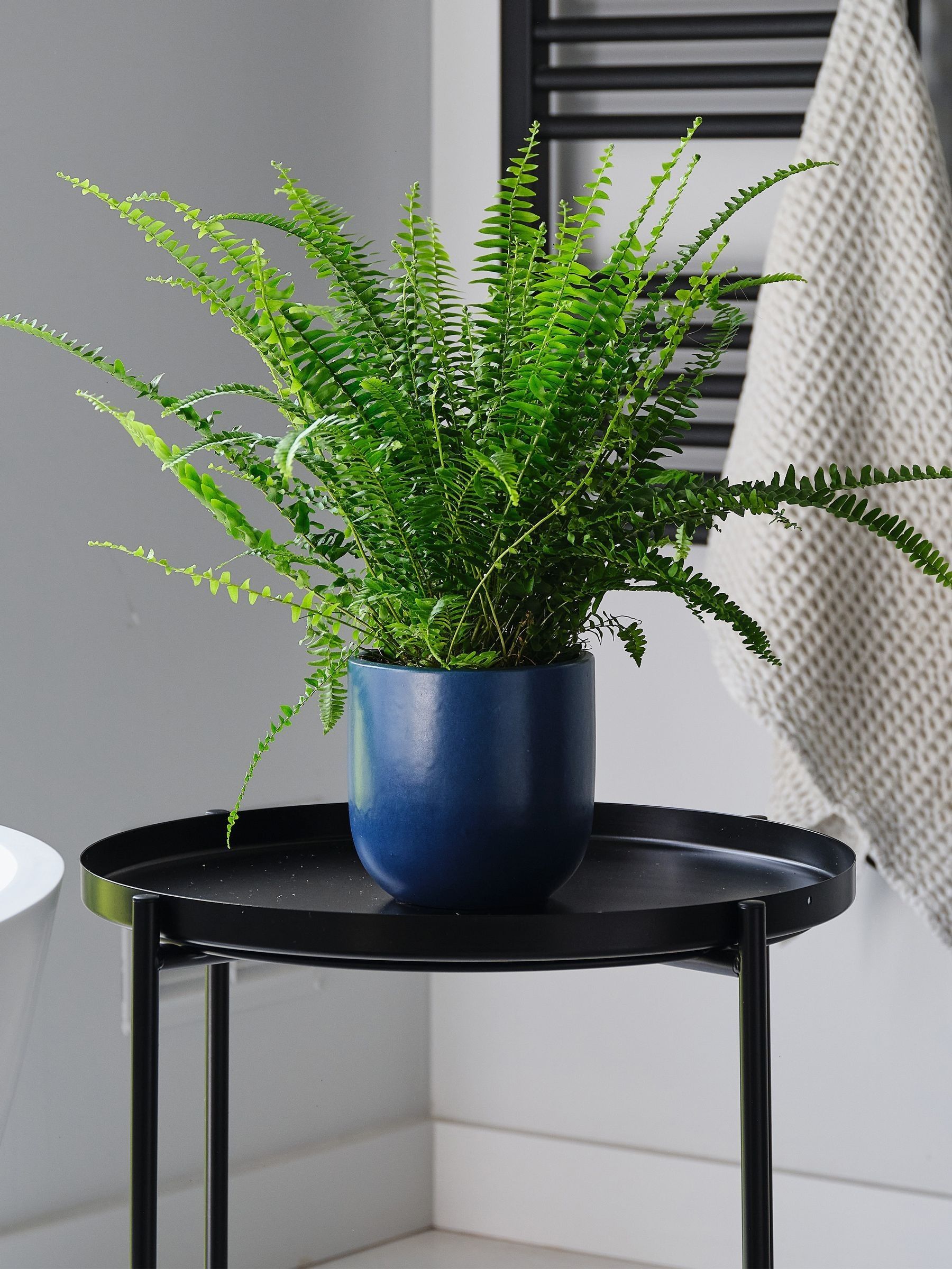 Beards & Daisies Inky Blue Boston Fern & Real Boston Fern Plant in Earthenware Pot
