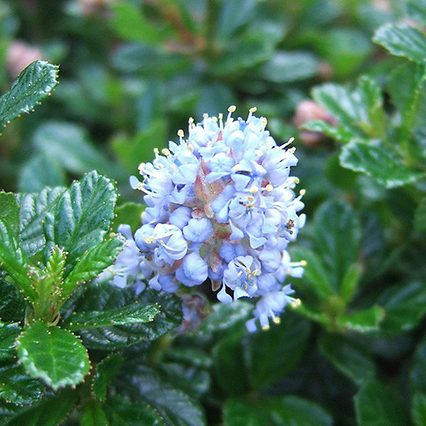 2 x Lilas de Californie 'Blue Mound' - Ceanothus 'Blue Mound'- 30-40 cm pot