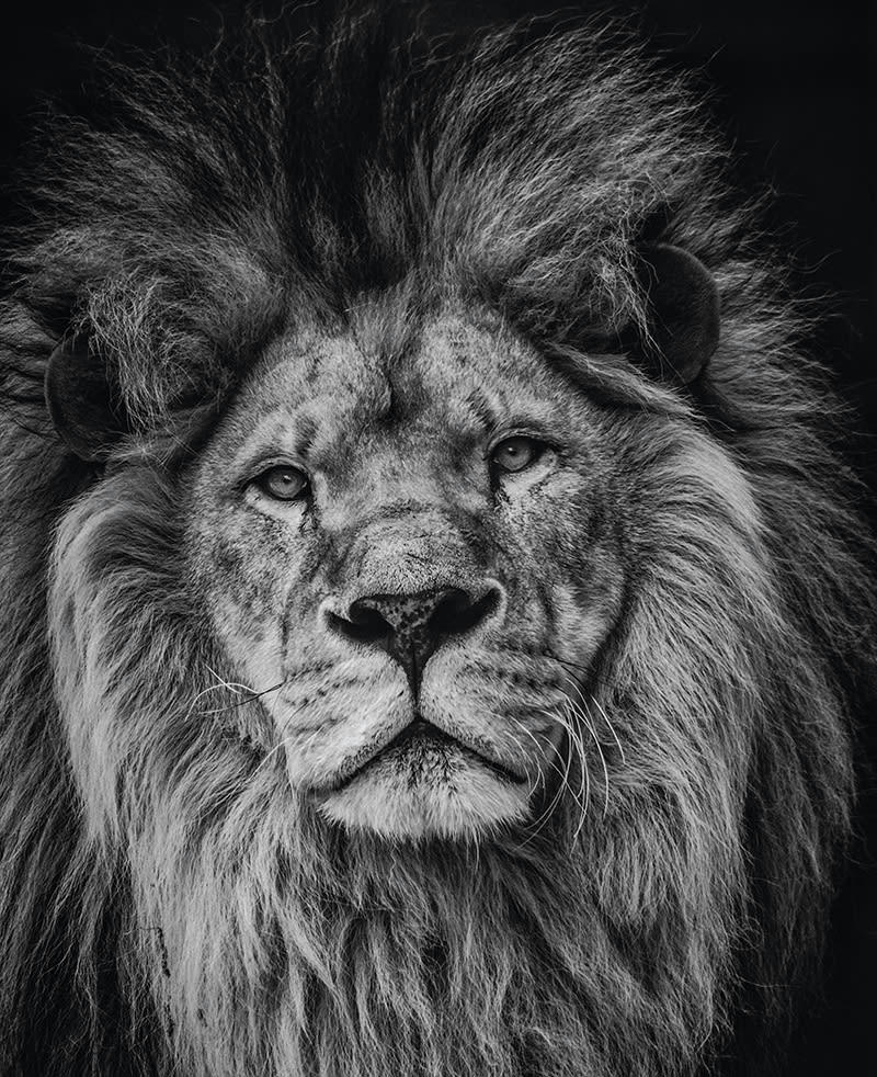 - Tableau sur toile lion 40x50