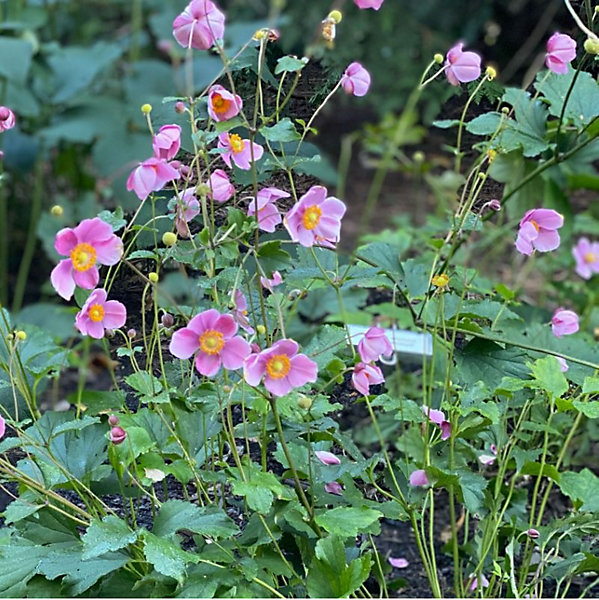 6 x Anémone du Japon 'September Charm' - Anemone hupehensis 'September Charm'- godet 9cm x 9cm