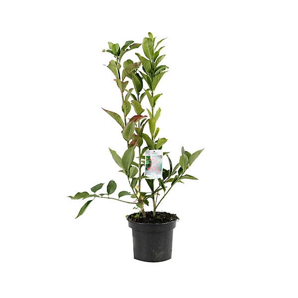2 x Fusain d'Europe 'Red Cascade' - Euonymus europaeus 'Red Cascade'- 50-60 cm pot
