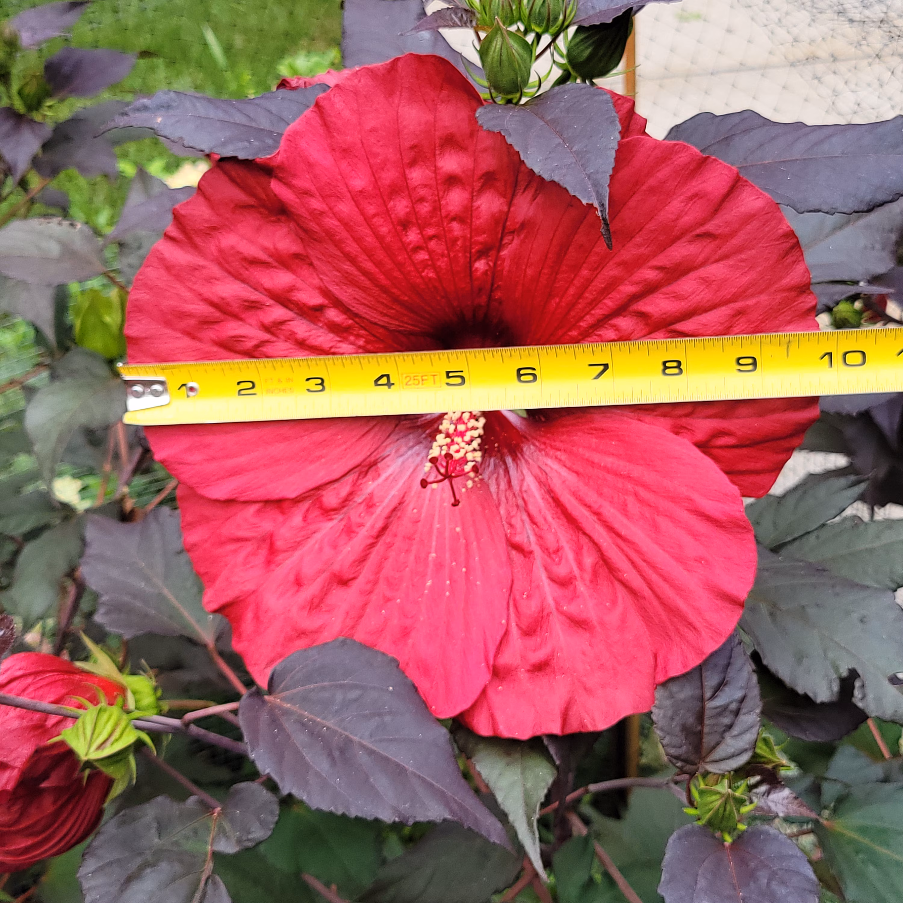 Midnight Marvel Hibiscus Starter Plant | Huge Red Flowers, Plum Foliage
