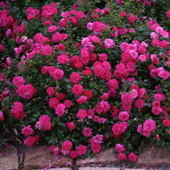 Rose »Knirps«