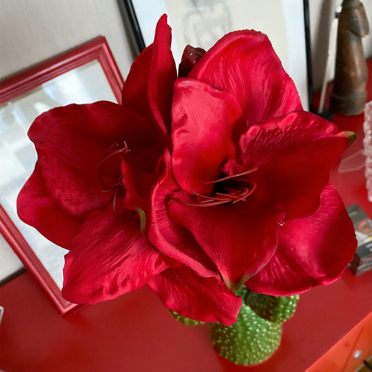 - Amaryllis H47