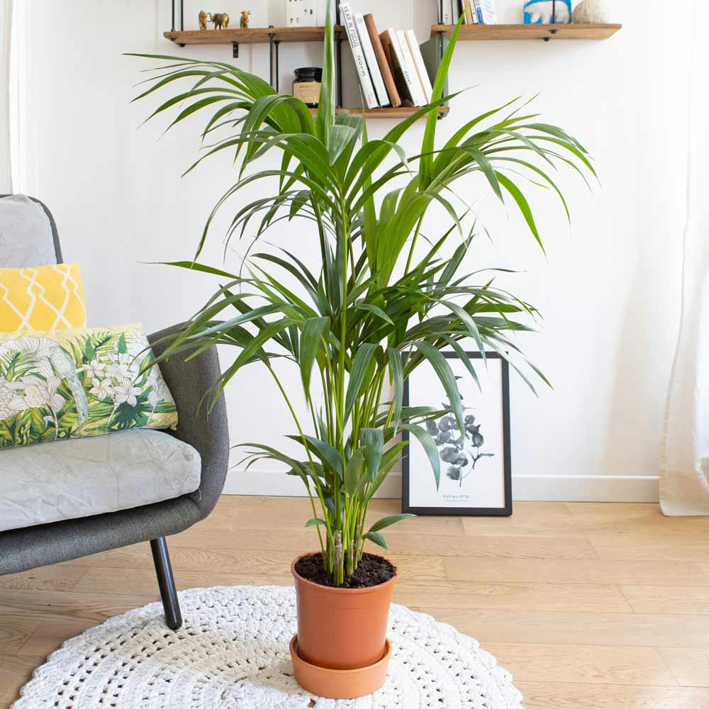 KENTIA - Palmier d'intérieur avec cache-pot