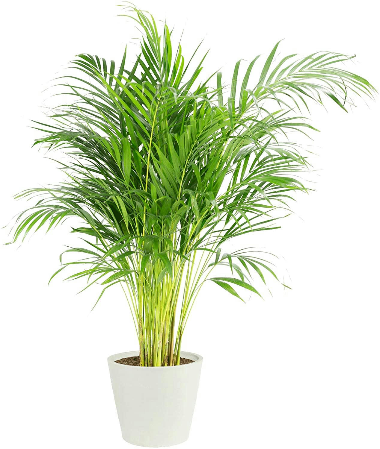 - Plante d'intérieur - Palmier areca de 120cm en pot blanc gris