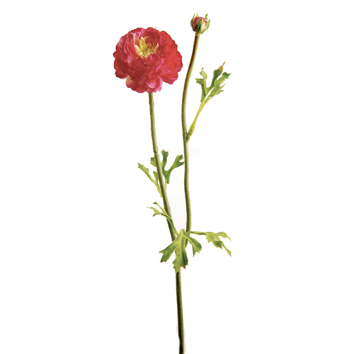 MATHILDA - Renoncule Mathilda