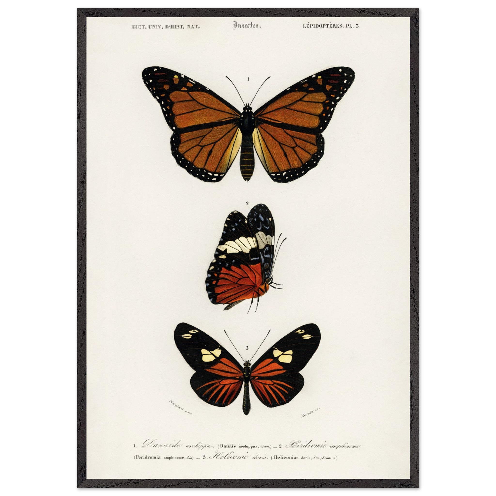 Artfulprints Poster met Lijst Charles Dessalines d'Orbigny - Butterfly  - 50x70 cm - Bruin