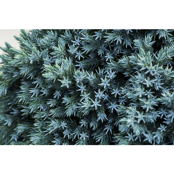 Blauer Zwergwacholder, Juniperus squamata »Blue Star«, winterhart