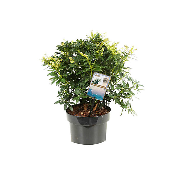 2 x Andromède du Japon 'Sarabande' - Pieris japonica 'Sarabande'- 20-30 cm pot