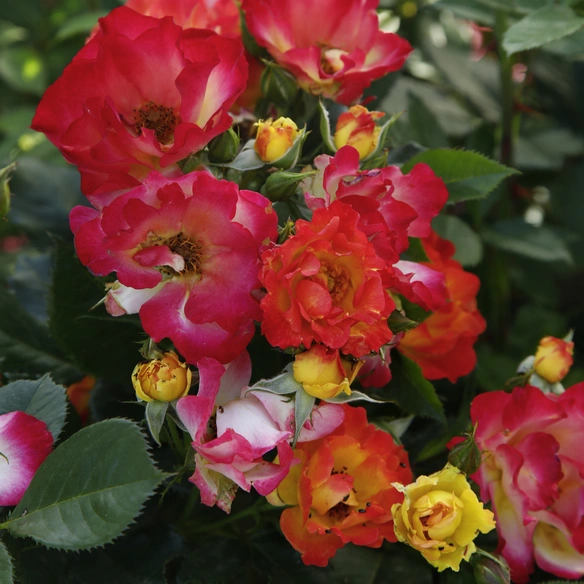 Rose »Summer of Love«