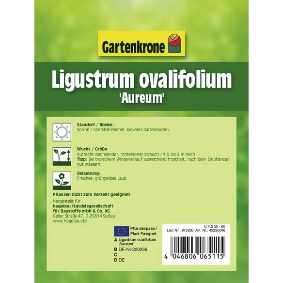 Gold-Liguster, Ligustrum ovalifolium »Aureum«, winterhart