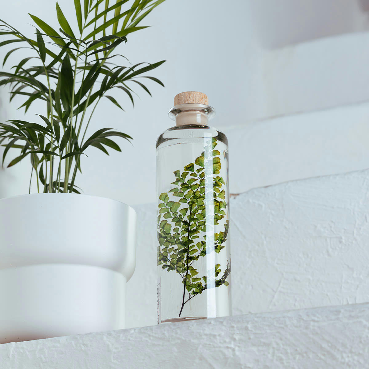 HERBARIUM DE THEOPHILE - Plante immergée Fougère Luthi verte