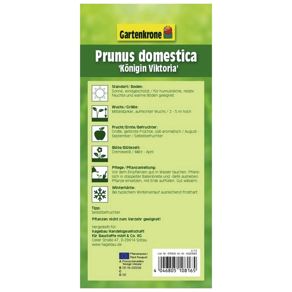 Pflaume, Prunus domestica »Königin Viktoria«, Früchte: süß-säuerlich