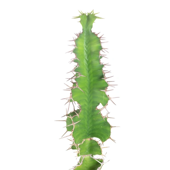 Großhörnige Wolfsmilch, Euphorbia Grandicornis
