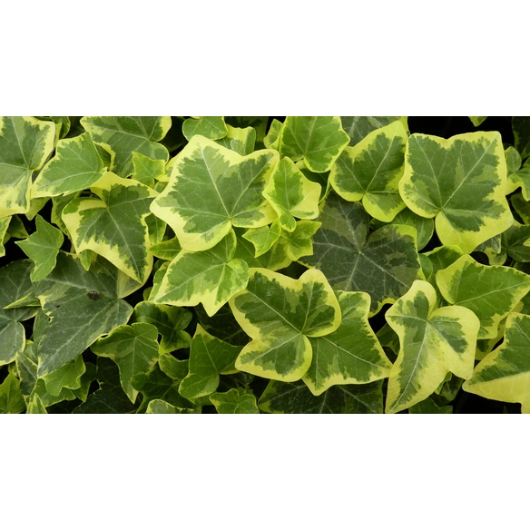 Efeu, Hedera helix »Gold Child«, Blattfarbe: grün/gelb
