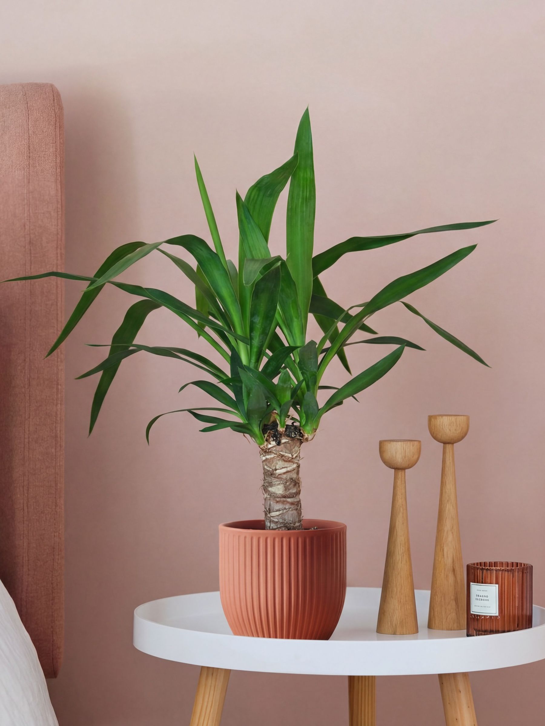 Beards & Daisies Pink Real Yucca Plant in Ribbed Pot