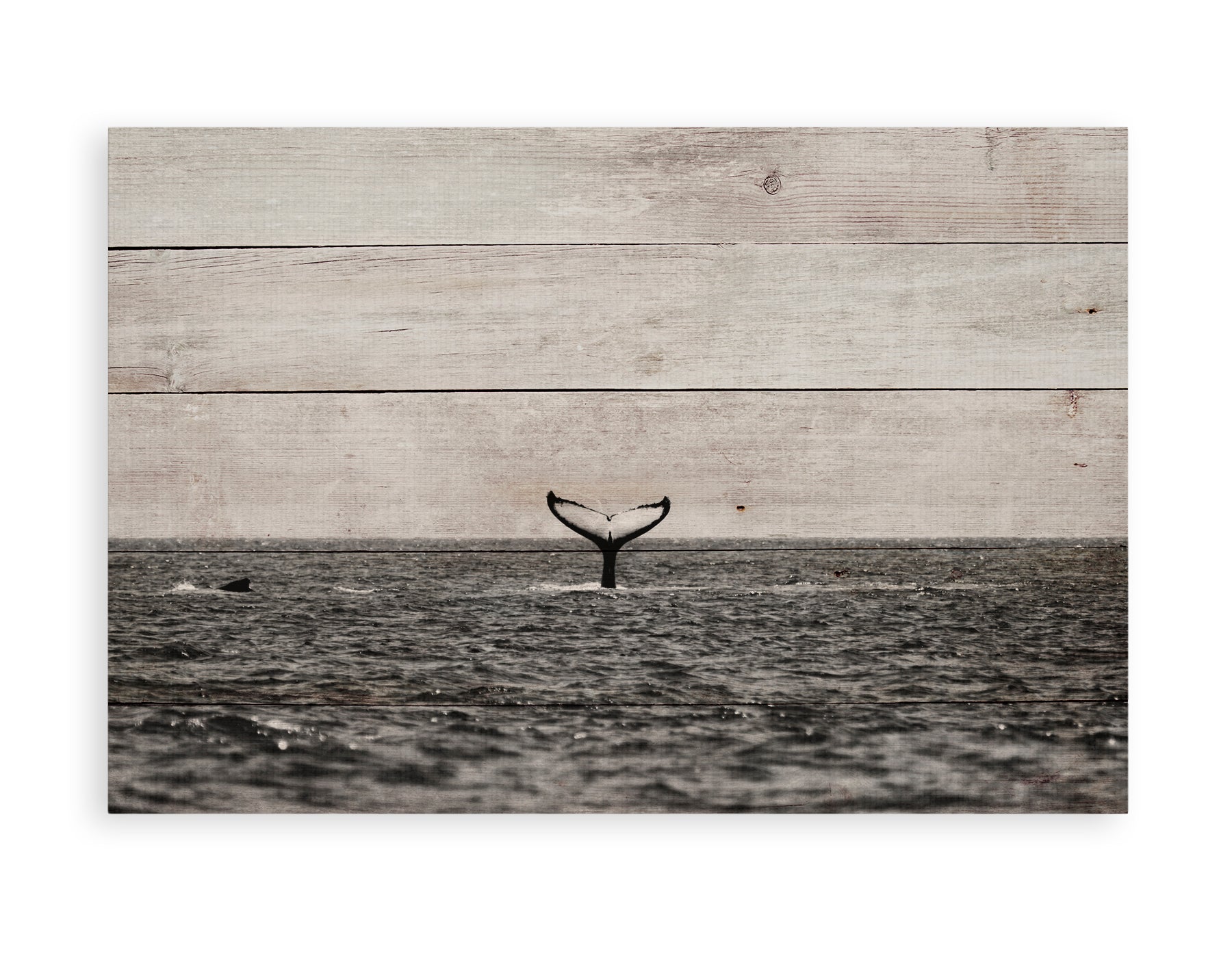 Really Nice Things - Paneel - 60x40 cm - Whale in Sea