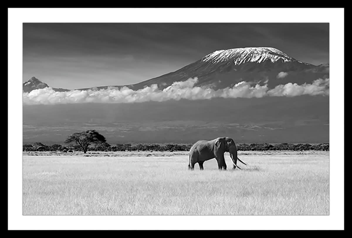 - Affiche éléphant et kilimanjaro avec cadre noir 45x30cm