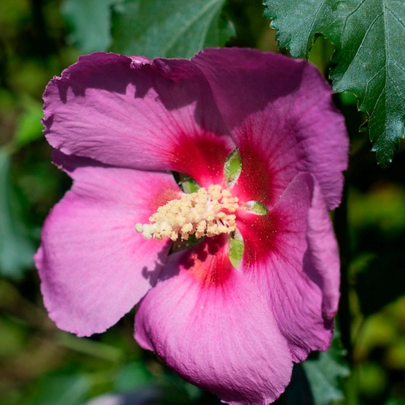 Pflanze, Hibiscus syriacus, kompakt buschig, rosa