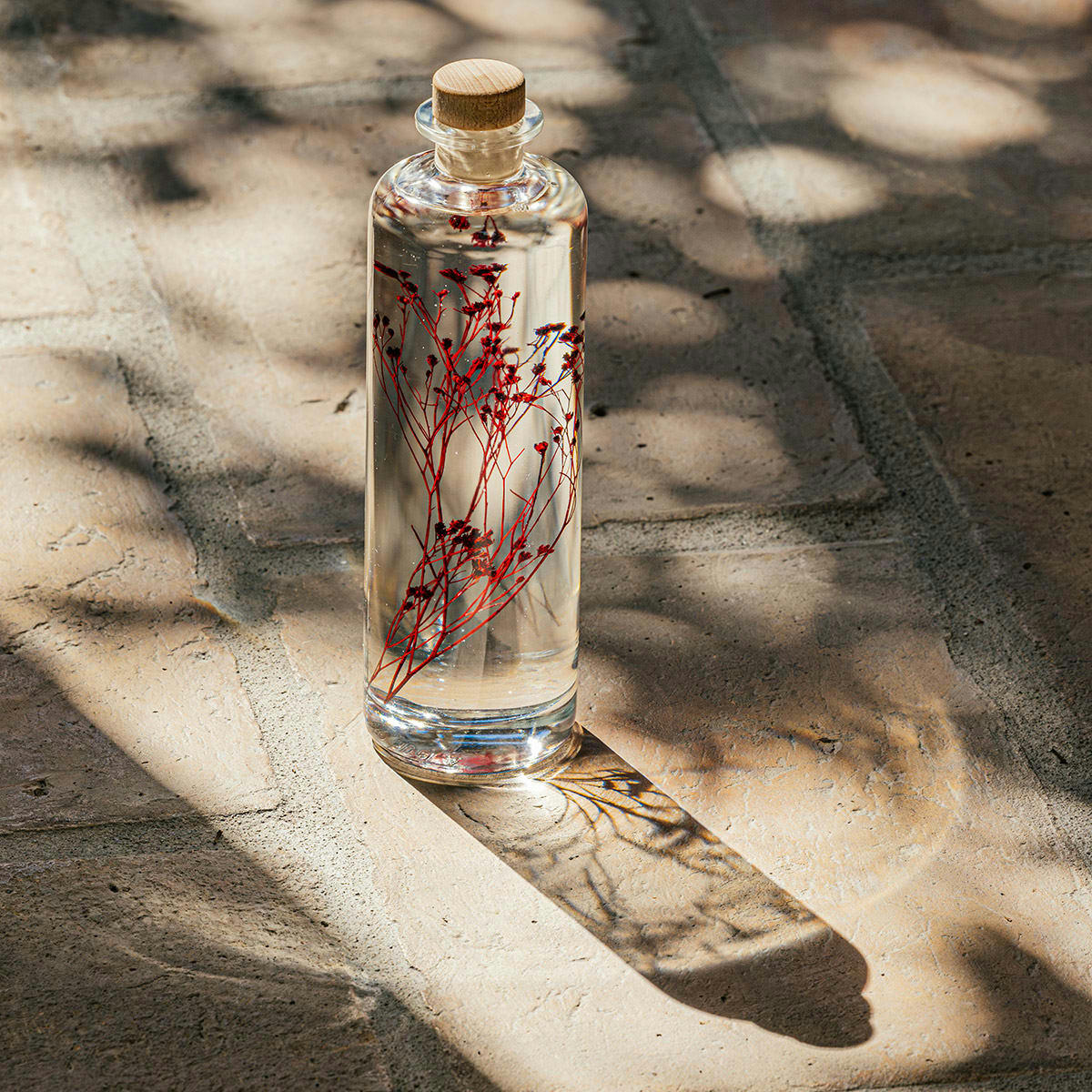 HERBARIUM DE THEOPHILE - Plante immergée Broom bloom rouge