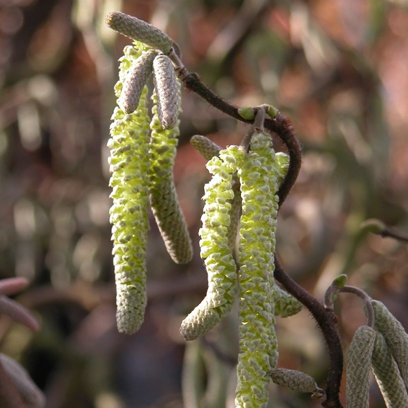 Haselnuss, Corylus avellana, H 60-80 cm