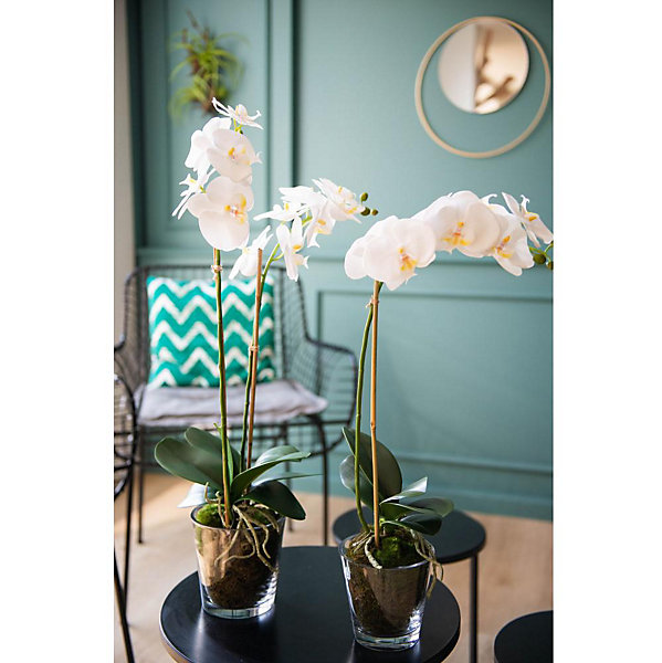 Orchidée Phalae Diva H71 cm blanche