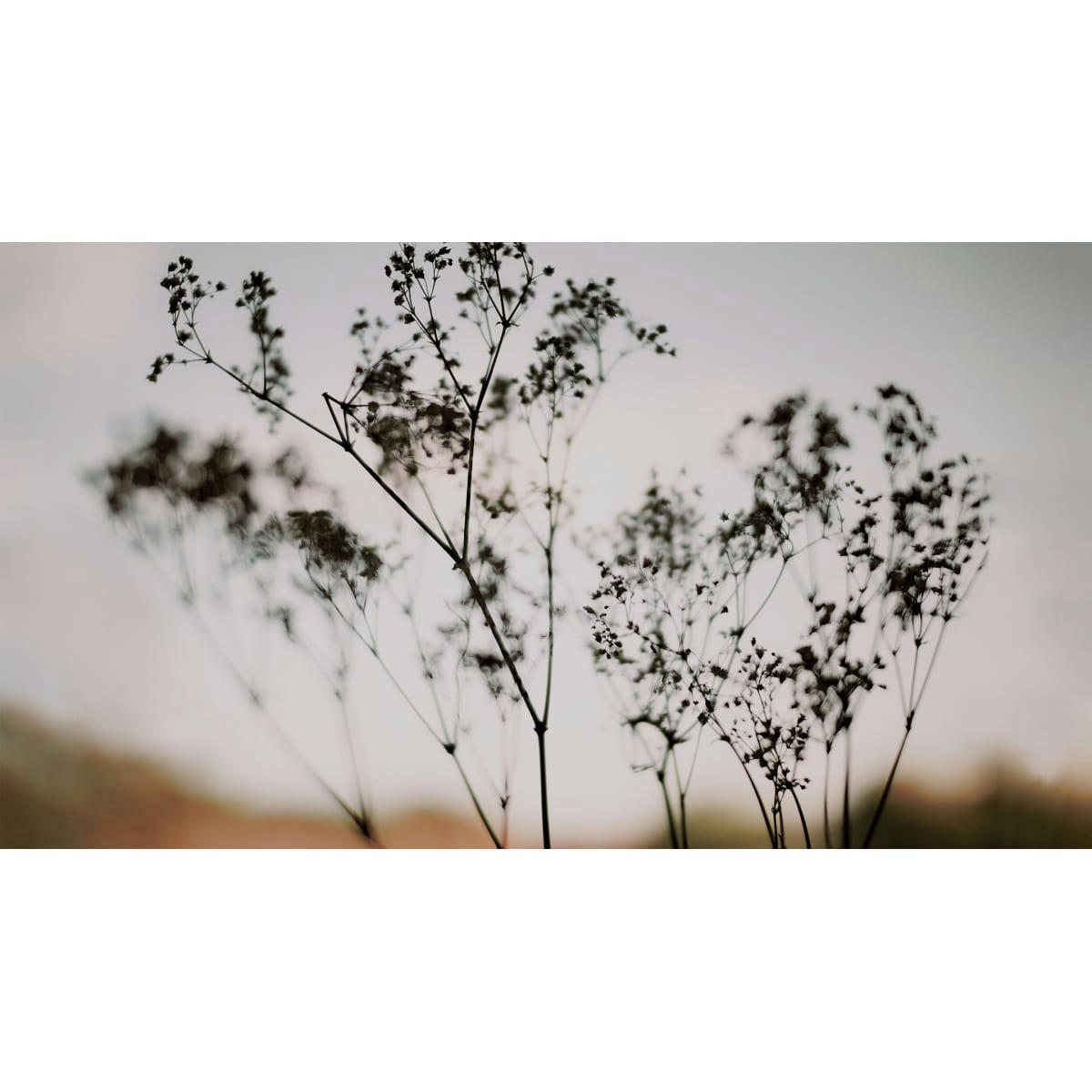 - Papier peint panoramique douceur végétale 150 x 250 cm