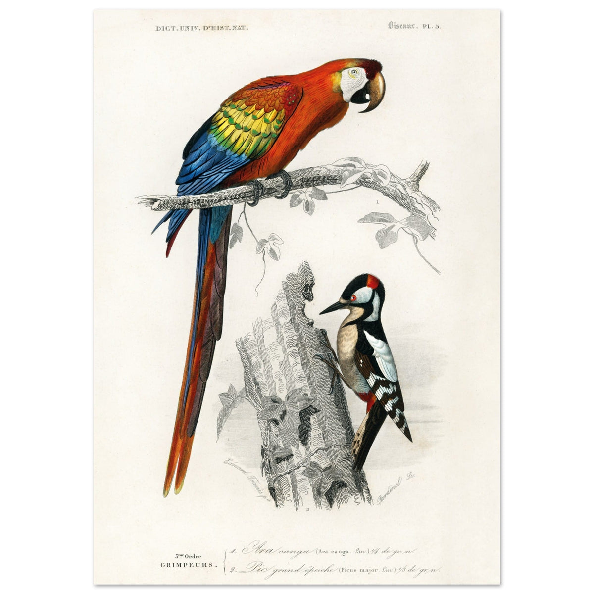 Artfulprints Poster Charles Dessalines d'Orbigny - Different types of birds  - A4 21x29.7 cm - Meerkleurig