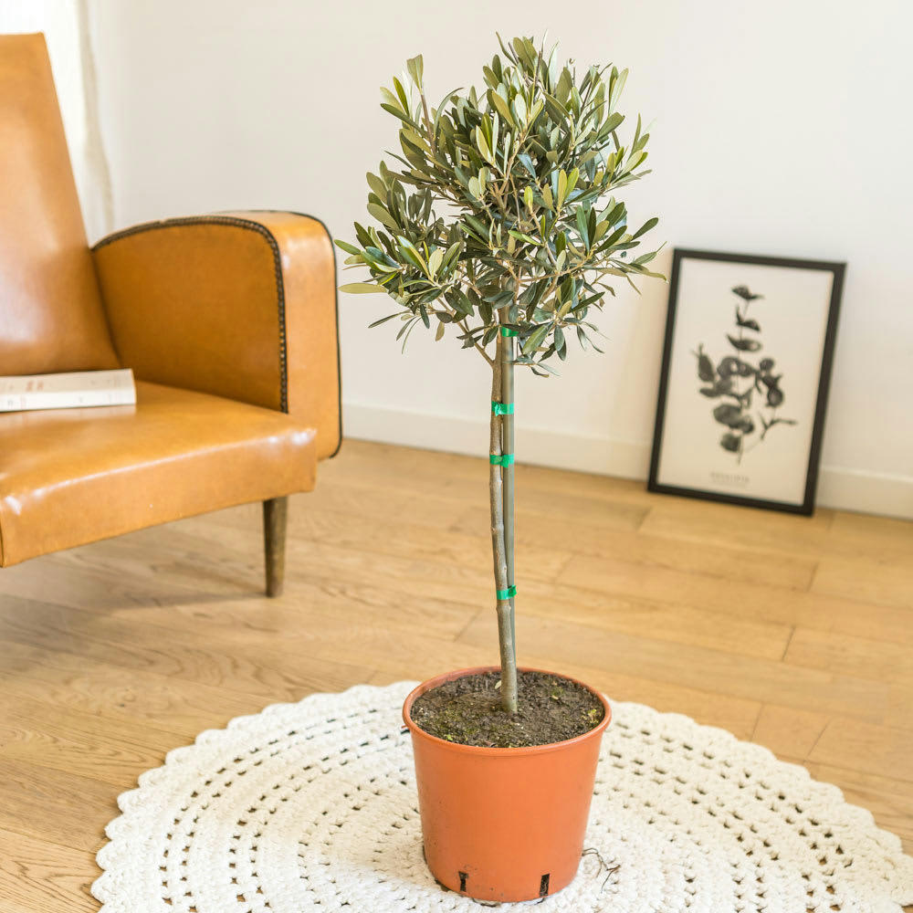 OLIVIER - Olivier provençal sans cache-pot