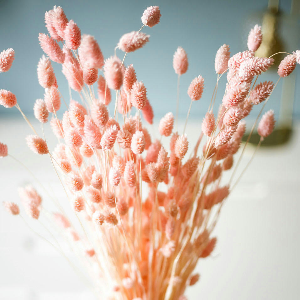 - Botte de fleurs séchées Phalaris rose