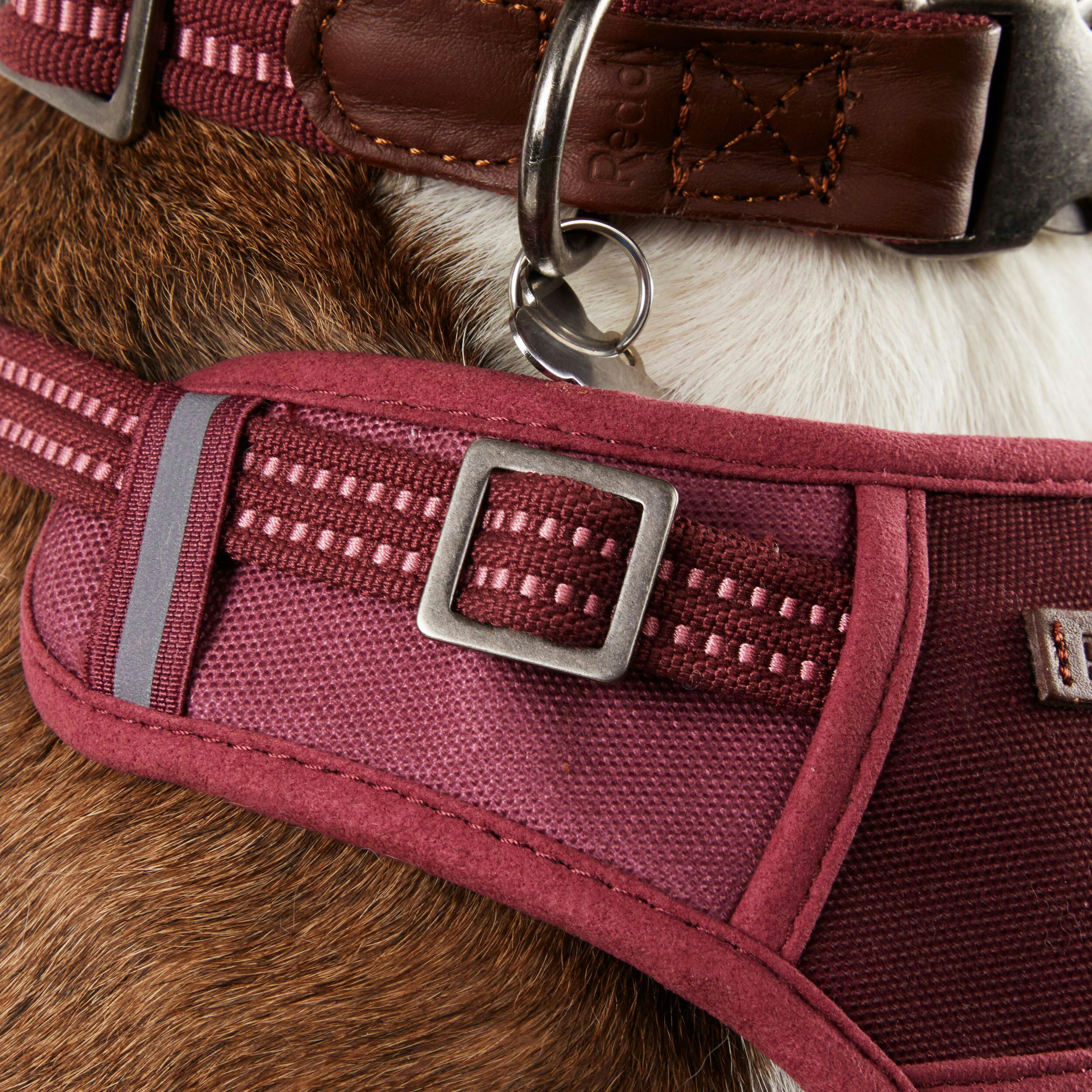 Reddy Burgundy Canvas Dog Harness