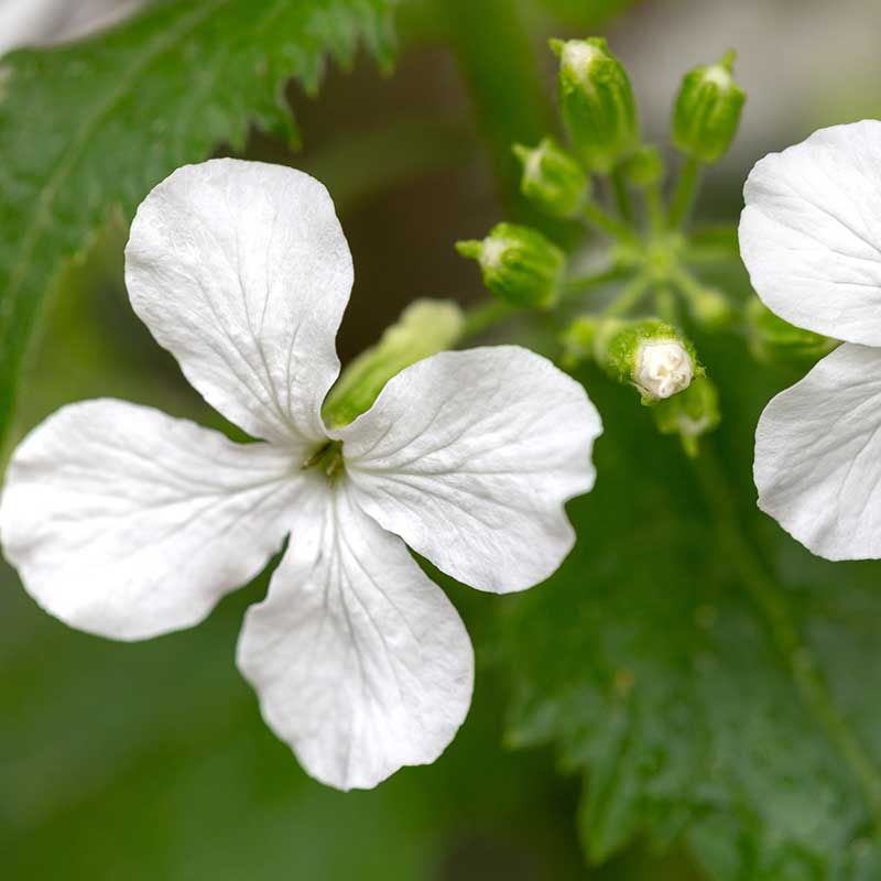Judaspenningar 'Albiflora'