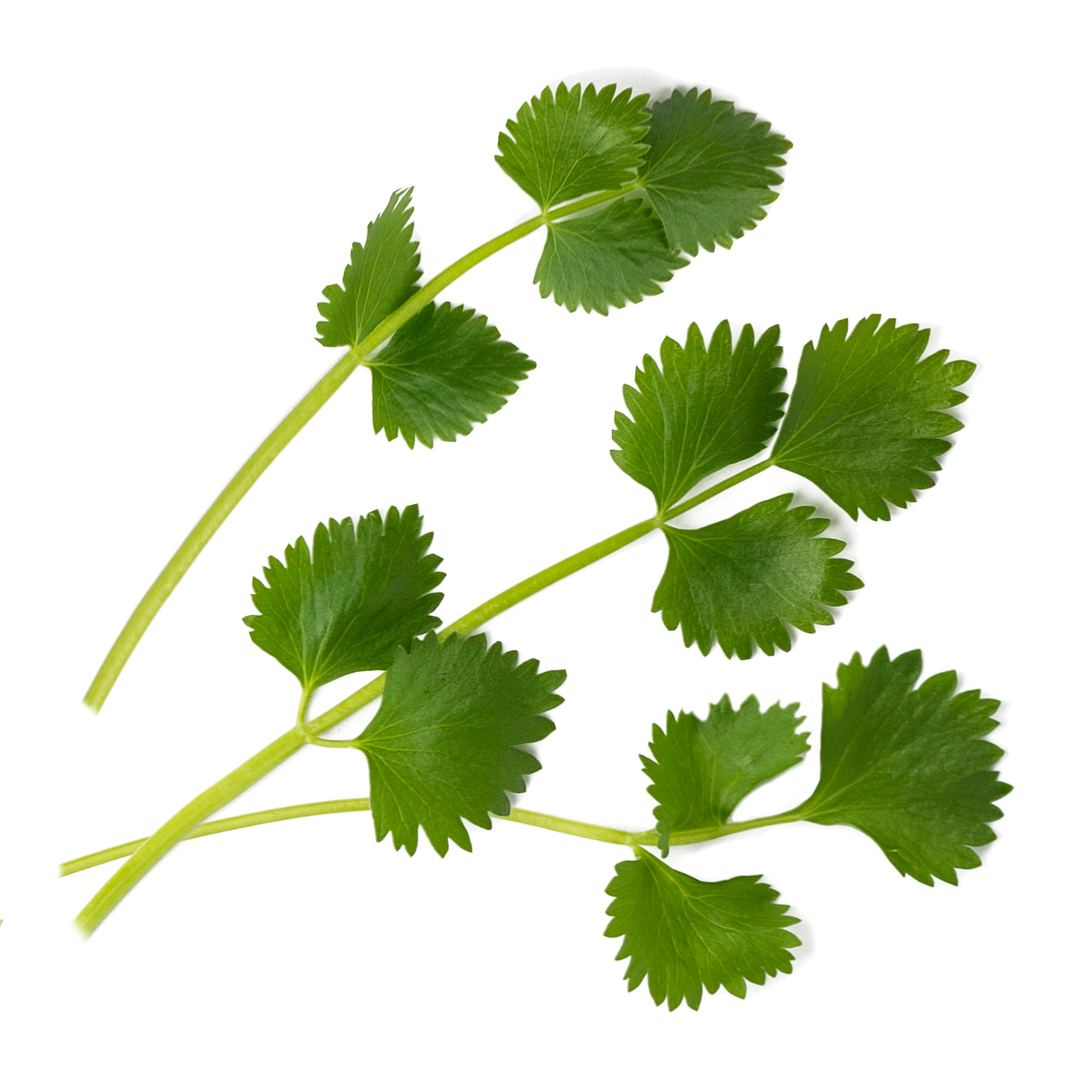 - Lingot Anis vert BIO - Recharge prête à l'emploi