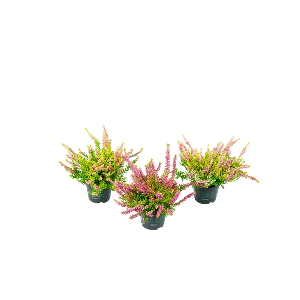 Besenheide, Calluna vulgaris, max. Wuchshöhe: 10 cm, Blüte: mehrfarbig
