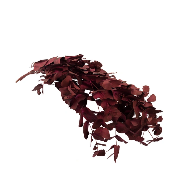 Trockenblumen, Bund Eucalyptus, Stuartiana konserviert, 70 cm