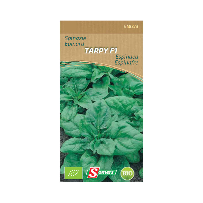 Semences d'épinard Tarpy F1 Bio SOMERS