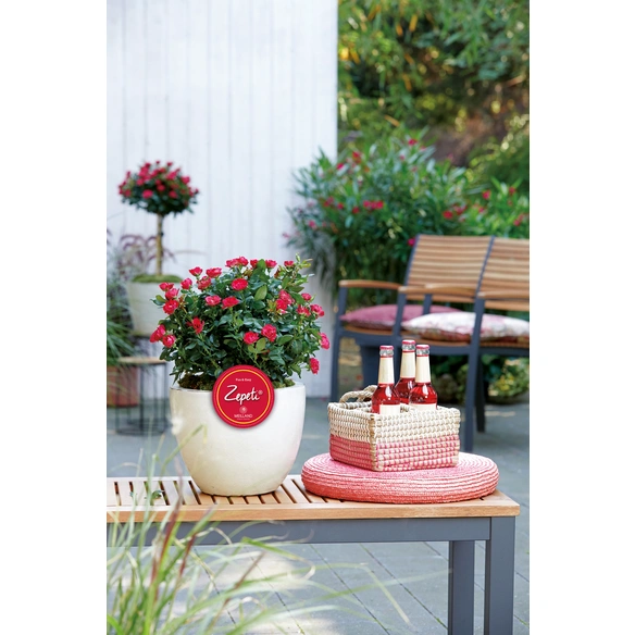 Rose, Rosa »Zepeti®«, Blüte: samtrot, Vielblüher
