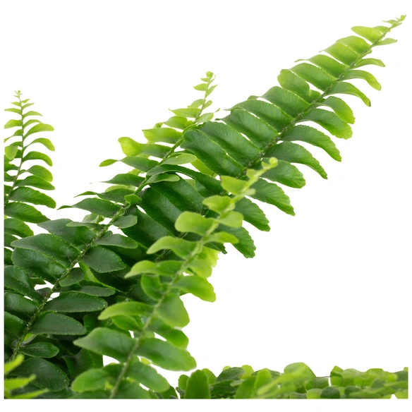 Schwertfarn Nephrolepis exaltata 'Green Lady' 25 cm
