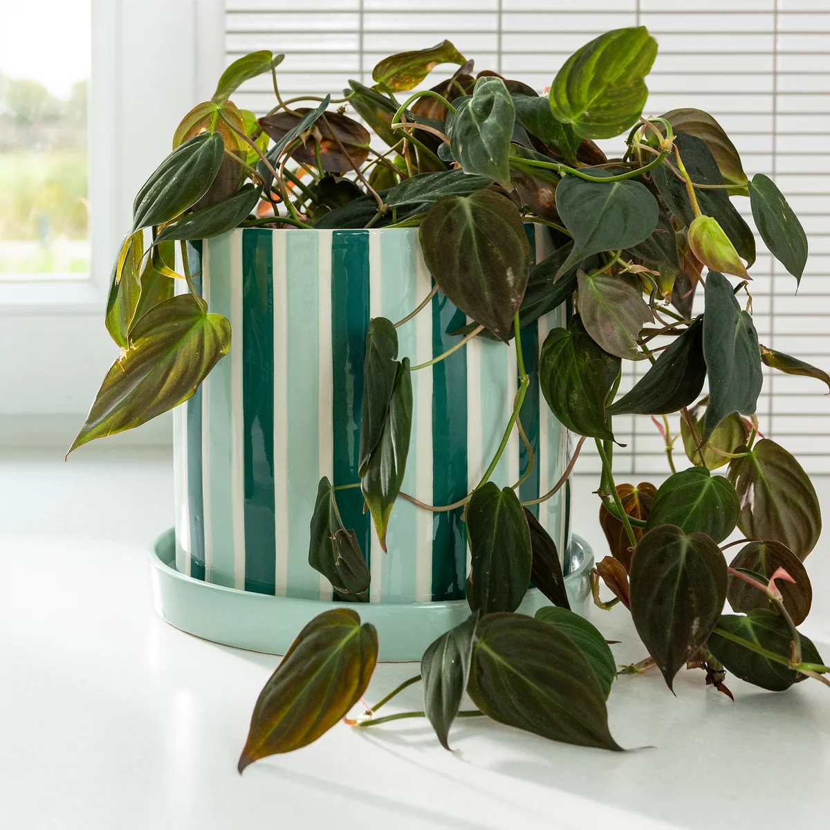 &klevering - Clash Blumentopf