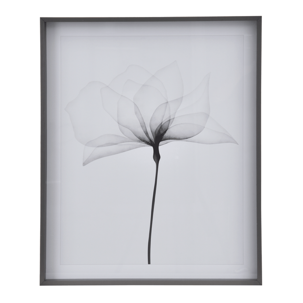QUADRO 69 CM X 84 CM X-RAY FLOWERS I