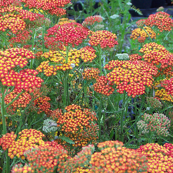 6 x Achillea hybrida. 'Feuerland' - Achillea hybrida 'Feuerland'- godet 9cm x 9cm