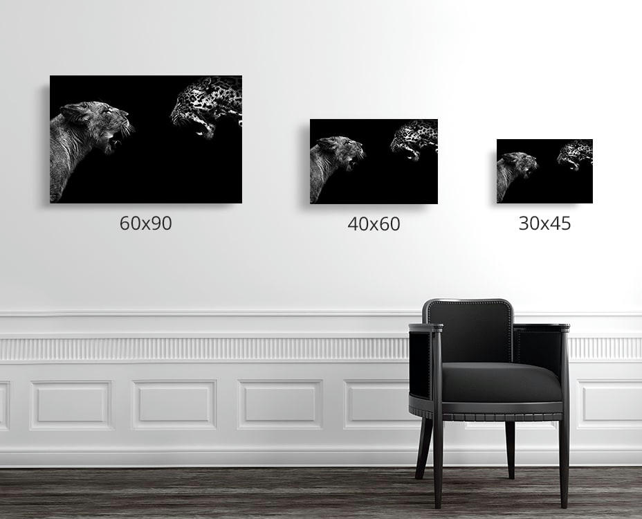 FÉLIDÉS - Photographie d'art de Guillaume Mordacq  40x60 cm sur plexi