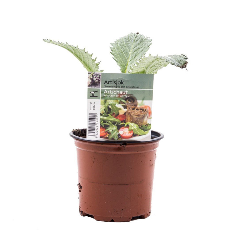 Artichaut en pot
